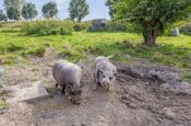 Isabellaweg 16 (IJzendijke) – Foto 68
