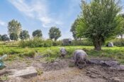 Isabellaweg 16 (IJzendijke) – Foto 67