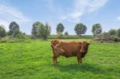 Isabellaweg 16 (IJzendijke) – Foto 64